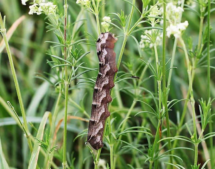 Full-grown dark form larva of Deilephila askoldensis, Nagano, Japan. Photo: &copy; Takahiro Yano.