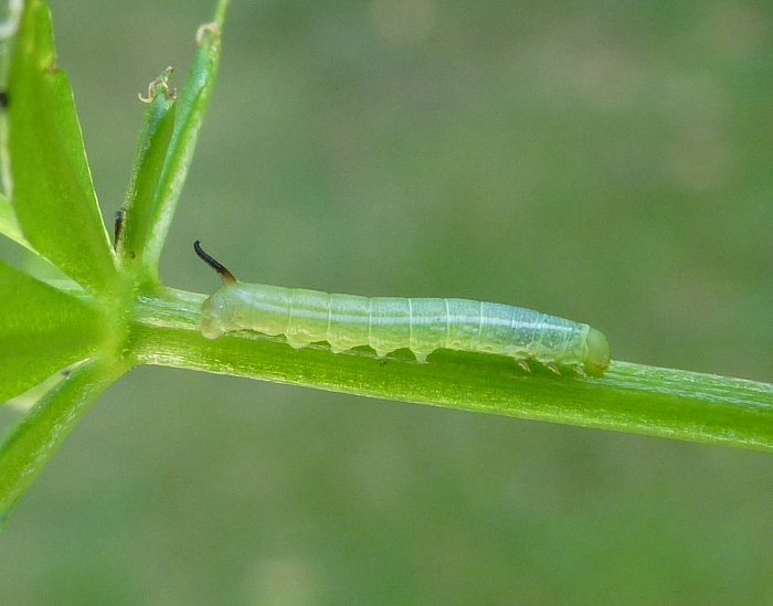 Late first instar larva of Deilephila askoldensis, Andreevka, Khasan District, Primorskiy Krai, Russian Far East, bred 2018/19, leg. Serge Yevdoshenko. Photo: &copy; Tony Pittaway.