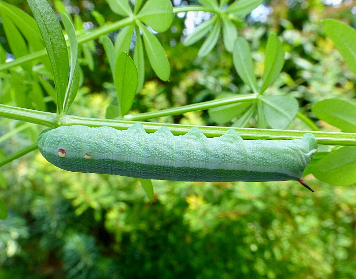 Fourth instar larva of Deilephila askoldensis, Andreevka, Khasan District, Primorskiy Krai, Russian Far East, bred 2018/19, leg. Serge Yevdoshenko. Photo: &copy; Tony Pittaway.