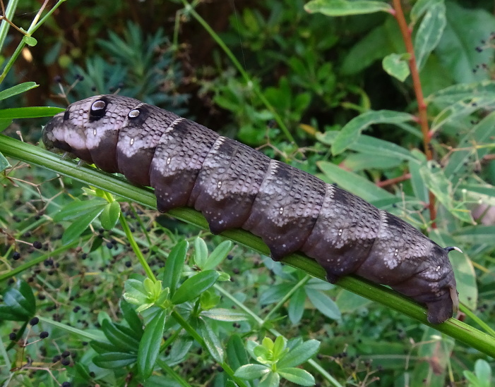 Final instar dark form larva of Deilephila askoldensis, Andreevka, Khasan District, Primorskiy Krai, Russian Far East, bred 2018/19, leg. Serge Yevdoshenko. Photo: &copy; Tony Pittaway.