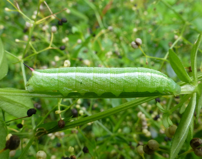 Third instar larva of Deilephila askoldensis, Andreevka, Khasan District, Primorskiy Krai, Russian Far East, bred 2018/19, leg. Serge Yevdoshenko. Photo: &copy; Tony Pittaway.