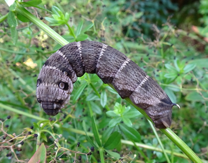 Final instar dark form larva of Deilephila askoldensis, Andreevka, Khasan District, Primorskiy Krai, Russian Far East, bred 2018/19, leg. Serge Yevdoshenko. Photo: &copy; Tony Pittaway.