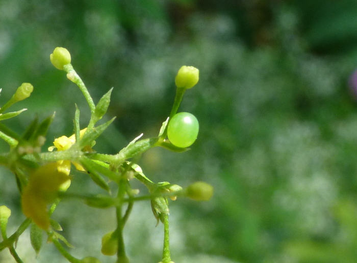 Egg of Deilephila askoldensis, Andreevka, Khasan District, Primorskiy Krai, Russian Far East, bred 2018/19, leg. Serge Yevdoshenko. Photo: &copy; Tony Pittaway.
