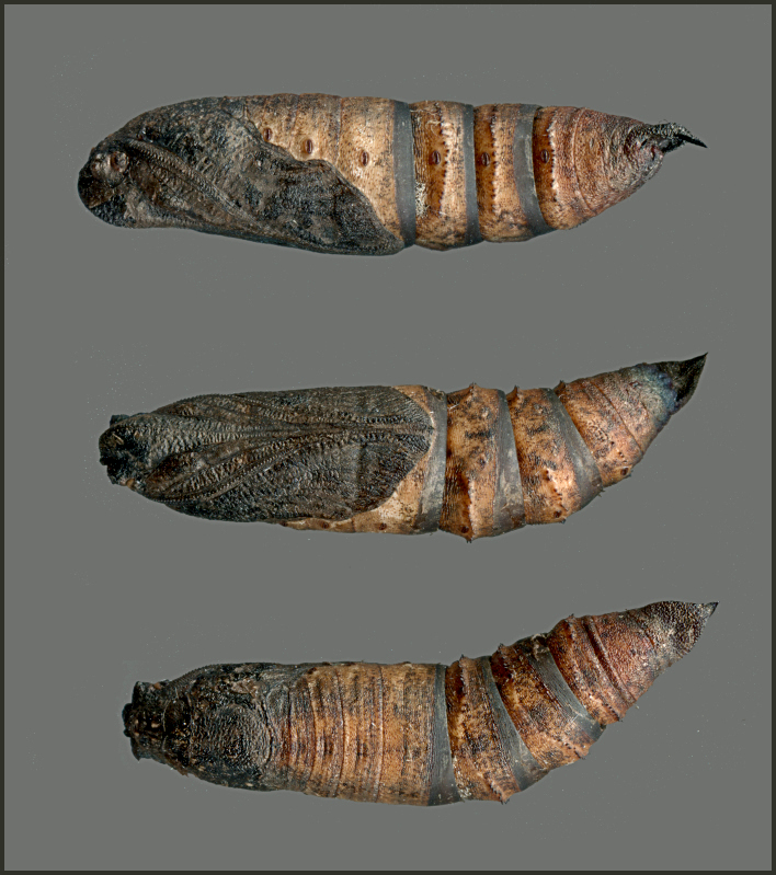 Pupa of Deilephila askoldensis, Andreevka, Khasan District, Primorskiy Krai, Russian Far East, 2018, leg. Serge Yevdoshenko. Photo: &copy; Tony Pittaway.