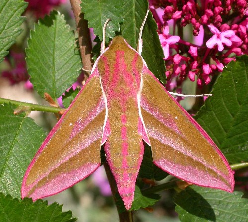 Deilephila elpenor elpenor, southern France. Photo: &copy; Jean Haxaire