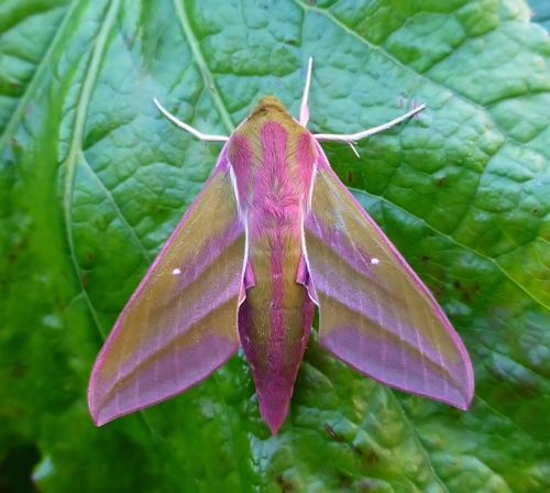 Male of Deilephila elpenor elpenor, Xixiang Chi/Chanyuan Temple, Houshanmen, West Tianmu Shan/Xitianmu Shan (near Lin'an), Zhejiang, China, ex l. September 2016. Photo: &copy; Tony Pittaway.