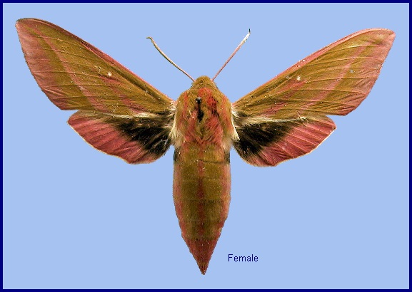 Female Deilephila elpenor elpenor. Photo: &copy; NHMUK