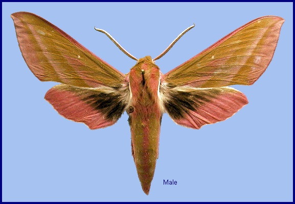 Male Deilephila elpenor elpenor. Photo: &copy; NHMUK