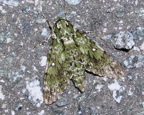 Resting adult of Dolbina exacta, Japan. Photo: &copy; Masamichi Furukawa.