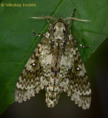 Resting adult of Dolbina exacta, Slavjanka town, Russian Far East, viii.2020. Photo: &copy; Nikolay Ivshin.