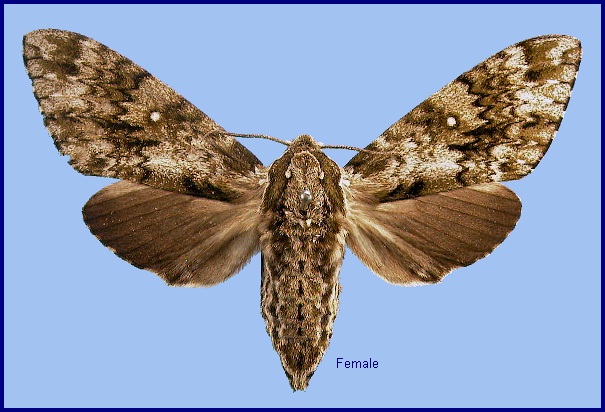 Female Dolbina exacta. Photo: &copy; NHMUK