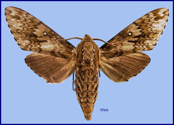 Male Dolbina exacta. Photo: &copy; NHMUK