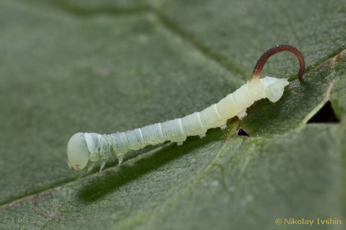 First instar larva of Dolbina exacta, Slavjanka town, Russian Far East, viii.2020. Photo: &copy; Nikolay Ivshin.