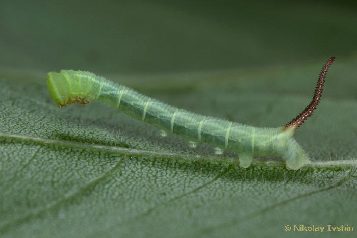 Second instar larva of Dolbina exacta, Slavjanka town, Russian Far East, viii.2020. Photo: &copy; Nikolay Ivshin.