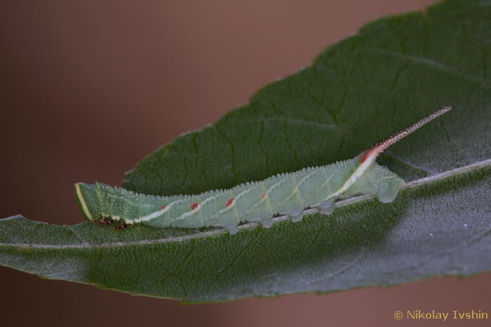 Third instar larva of Dolbina exacta, Slavjanka town, Russian Far East, viii.2020. Photo: &copy; Nikolay Ivshin.