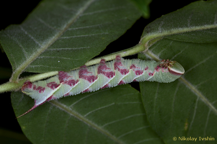Final instar larva of Dolbina exacta, Slavjanka town, Russian Far East, viii.2020. Photo: &copy; Nikolay Ivshin.