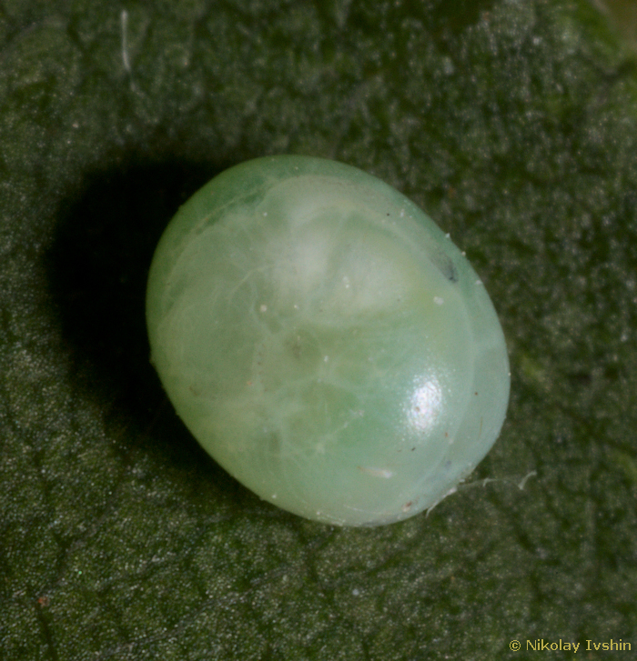 Egg of Dolbina exacta, Slavjanka town, Russian Far East, viii.2020. Photo: &copy; Nikolay Ivshin.