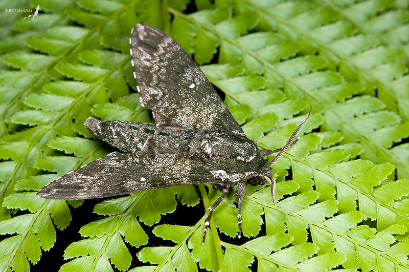 Male Dolbina formosana, Galahe, Taoyuan Hsien, Taiwan. Photo: &copy; Shipher Wu.