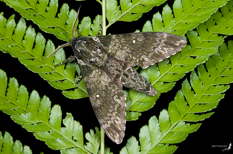 Male Dolbina formosana, Galahe, Taoyuan Hsien, Taiwan. Photo: &copy; Shipher Wu.