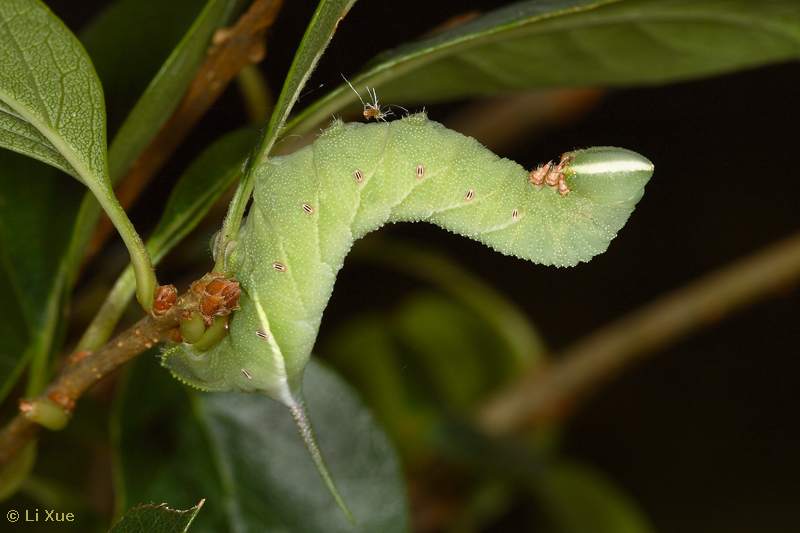 Final instar larva of Dolbina formosana, Taiwan. Photo: &copy; Li Xue.