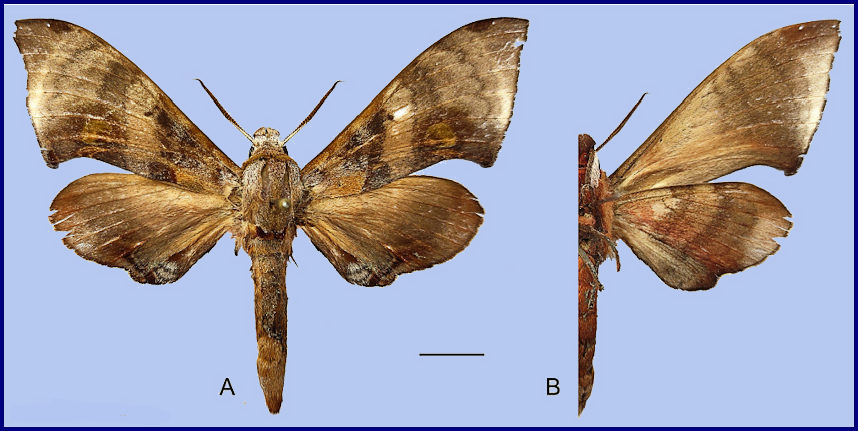 Male Daphnusa haxairei, Nyingchi/Linzhi, Namjagbarwa region, southern Xizang/Tibet, China, 25.vi.2023, leg. Yun Li. Photo: &copy; Zhuo-Heng Jiang.