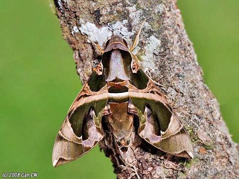 Male Daphnis hypothous crameri, Bukit Fraser, Malaysia. Photo: &copy; CheongWeei Gan.