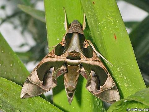 Male Daphnis hypothous crameri, Bukit Fraser, Malaysia. Photo: &copy; CheongWeei Gan.