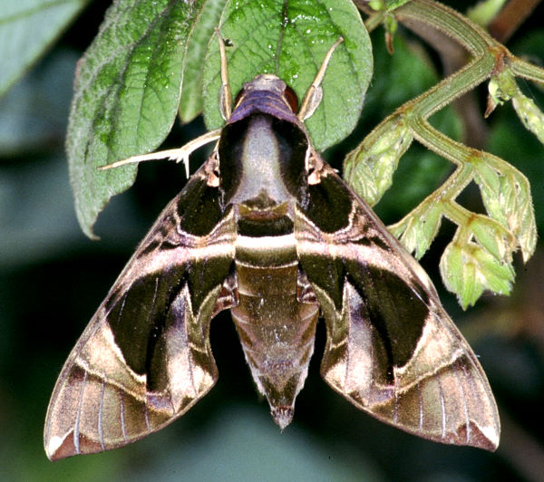 Female Daphnis hypothous crameri, Taiwan. Photo: &copy; Felix Lin.