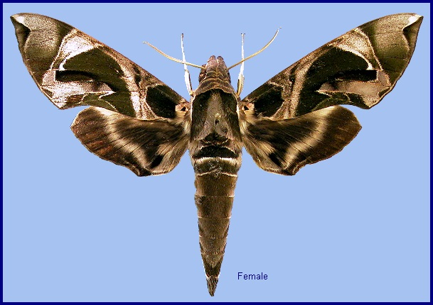 Female Daphnis hypothous crameri. Photo: &copy; NHMUK