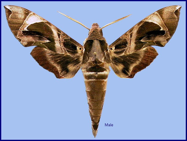 Male Daphnis hypothous crameri. Photo: &copy; NHMUK