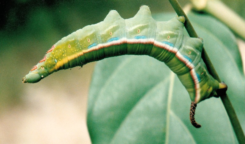 Full-grown green form larva of Daphnis hypothous crameri, Port Barton, Palawan, Philippines. Photo: &copy; Alan Marson.