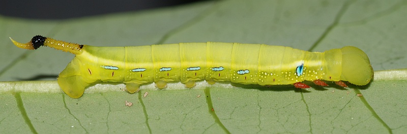 Immature fourth instar green form larva of Daphnis hypothous crameri on Dyera costulata, Singapore. Photo: &copy; Roger Kendrick.