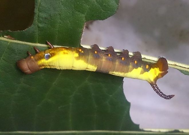 Immature final instar yellow-brown form larva of Daphnis hypothous crameri on Neolamarckia cadamba, Battang, Sulawesi, Indonesia. Photo: &copy; Aras Sandi.