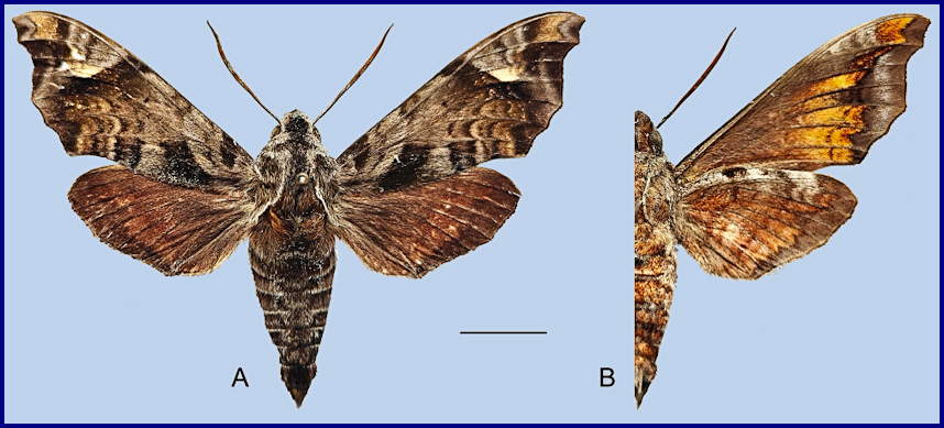 Male Dahira yunnanfuana indicus, Nyingchi/Linzhi, Namjagbarwa region, southern Xizang/Tibet, China. Photo: &copy; Jiang, Xu, Lin, Liu, Wang & Hu, 2025