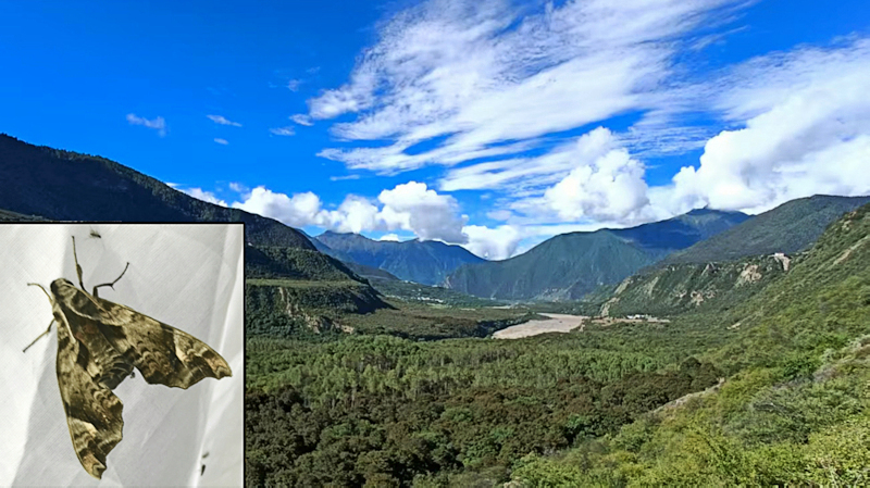 Habitat and living adult (male) of Dahira yunnanfuana indicus in Nyingchi/Linzhi, Namjagbarwa region, Xizang/Tibet, China. Photo: &copy; Jiang, Xu, Lin, Liu, Wang & Hu, 2025.