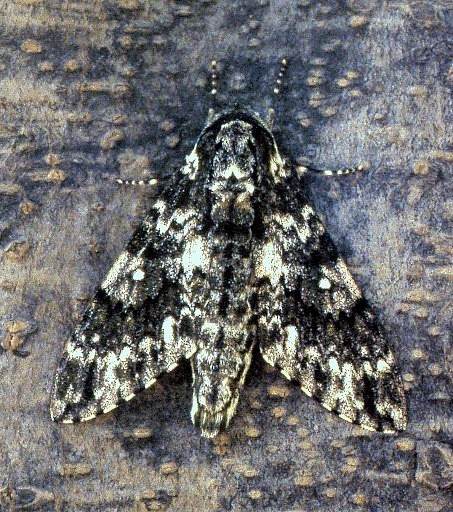 Male Dolbina inexacta, Louguantai Forest Park (near Xi'an), Shaanxi, China, 20.vii.1995. Photo: &copy; Tony Pittaway.
