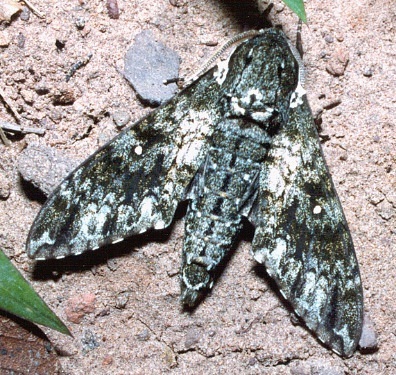 Male Dolbina inexacta, Thailand. Photo: &copy; Ian Kitching