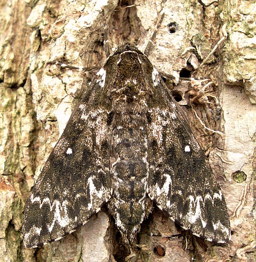 Female Dolbina inexacta, Siming Shan, near Ningpo, Zhejiang, China. Photo: &copy; Tony Pittaway.