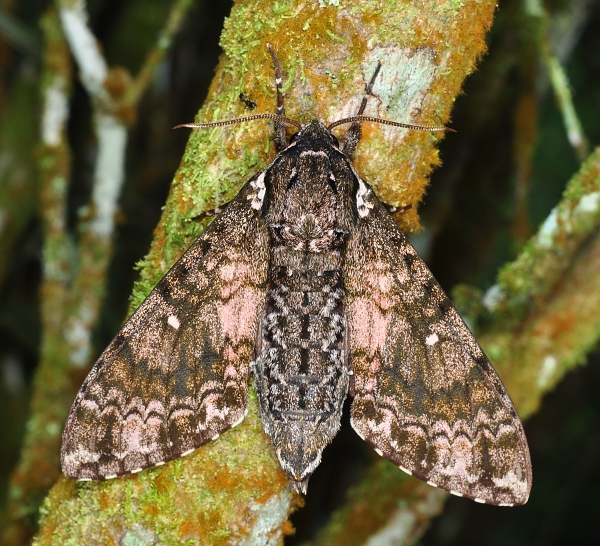 Female Dolbina inexacta, Fraser's Hill, Peninsular Malaysia, 02.v.2013. Photo: &copy; Leong Tzi Ming.