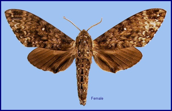 Female Dolbina inexacta. Photo: &copy; NHMUK