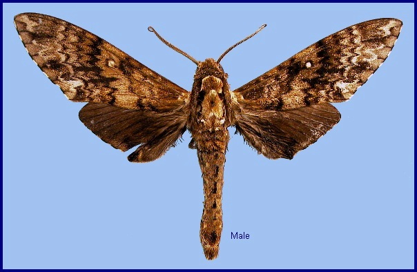 Male Dolbina inexacta. Photo: &copy; NHMUK