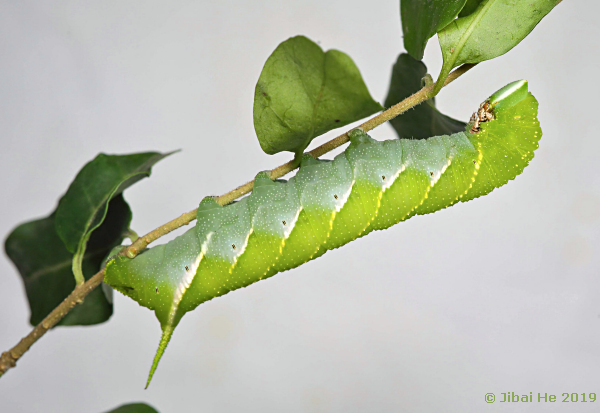 Full-grown green larva of Dolbina inexacta, Chengdu, Sichuan, China, 12.xi.2018, 500m, Photo: &copy; He JiBai.