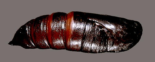 Pupa of Dolbina inexacta, Siming Shan (near Ningbo), Zhejiang, China. Photo: &copy; Tony Pittaway