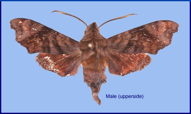 Male Dahira jitkae (upperside), Sichuan, China. Photo: &copy; Jean Haxaire
