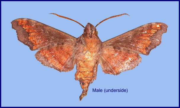 Male Dahira jitkae (underside), Sichuan, China. Photo: &copy; Jean Haxaire