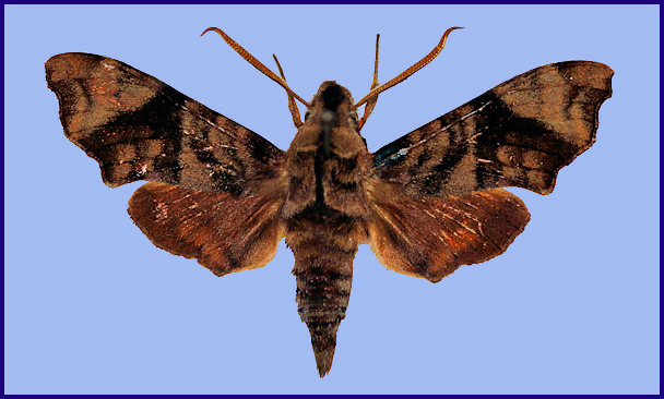 Male Dahira jitkae (upperside), Huangshaping, Huaihua, Hunan, China, 3-13 viii 2021, 800-850m. Photo: &copy; Xu ZhenBang