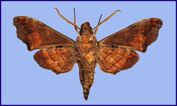 Male Dahira jitkae (underside), Huangshaping, Huaihua, Hunan, China, 3-13 viii 2021, 800-850m. Photo: &copy; Xu ZhenBang