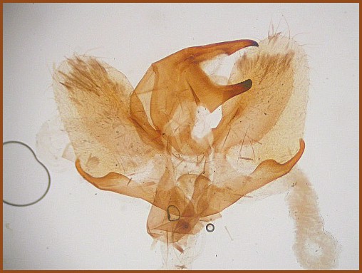 Male genitalia of Dahira jitkae, Sichuan, China. Photo: &copy; Jean Haxaire
