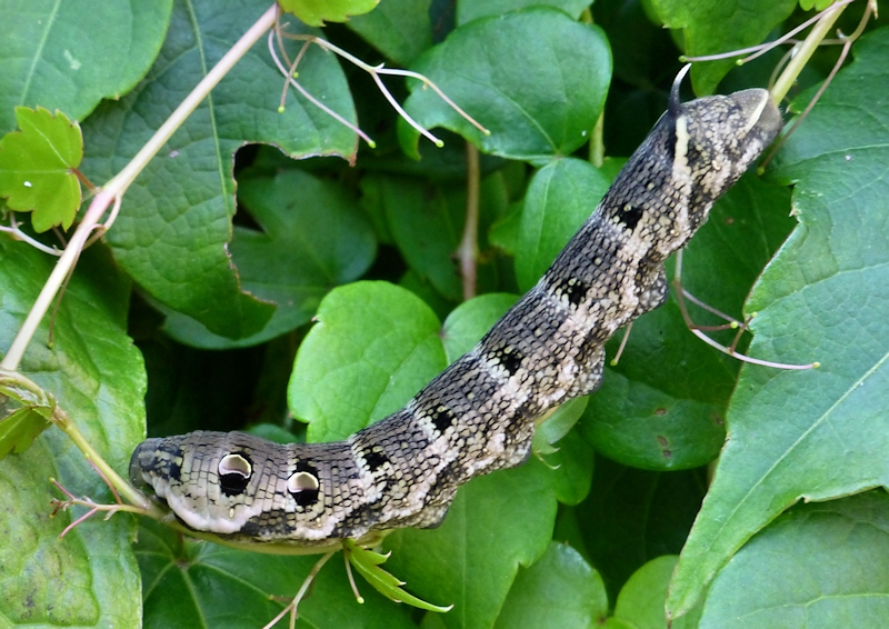 Full-grown brown form larva of Deilephila elpenor elpenor, Xixiang Chi/Chanyuan Temple, Houshanmen, West Tianmu Shan/Xitianmu Shan (near Lin'an), Zhejiang, China, September 2016. Photo: &copy; Tony Pittaway.