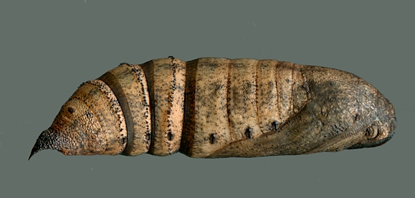 Pupa of Deilephila elpenor elpenor, Xixiang Chi/Chanyuan Temple, Houshanmen, West Tianmu Shan/Xitianmu Shan (near Lin'an), Zhejiang, China, September 2016. Photo: &copy; Tony Pittaway.
